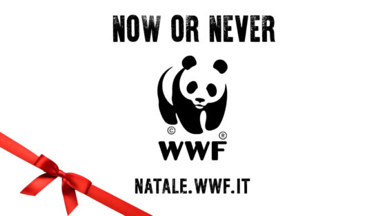 Spot TV WWF